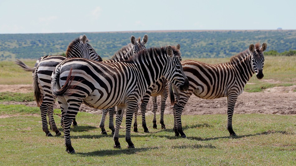 Zebras, Solio