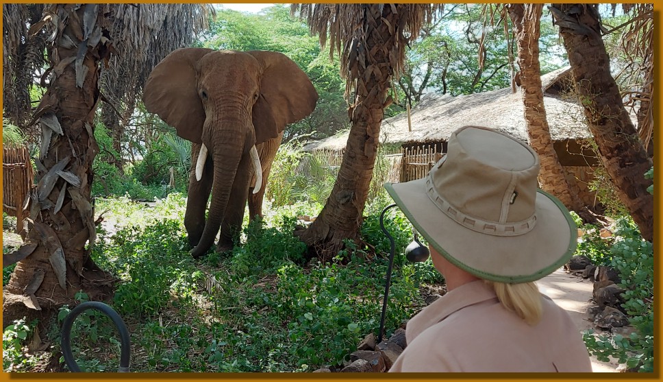 Petra Reinecke, Elefantenbegegnung im Samburu Reservat