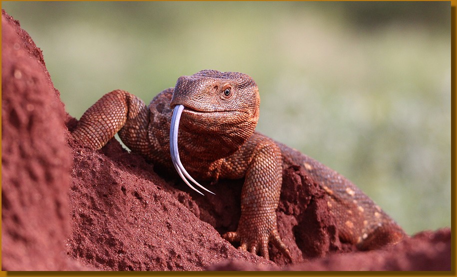 Weisskehlwaran im Lumo Conservancy