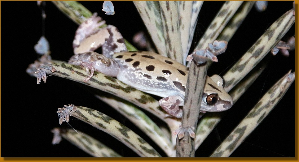 Senegal Running Frog, Senegal Rennfrosch