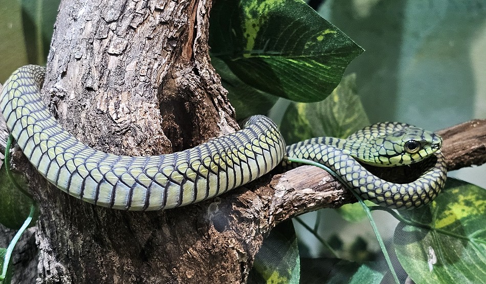 Boomslang, Crocodile Park - Victoria Falls