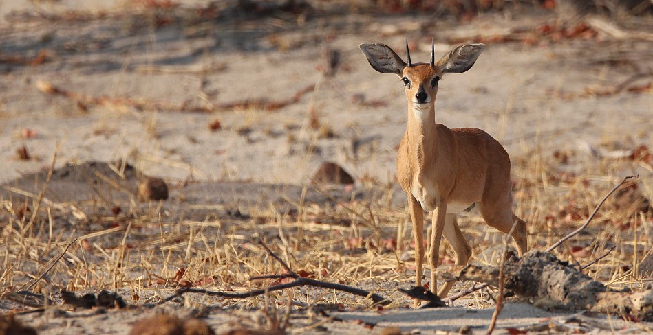 Steinböckchen, Nähe Camp Hwange
