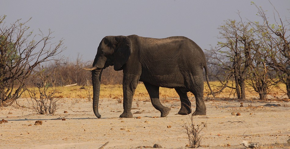 Elefant, Nähe Camp Hwange