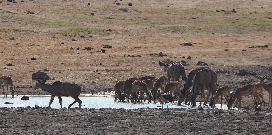 Impalas und Große Kudus am Deteema Dam