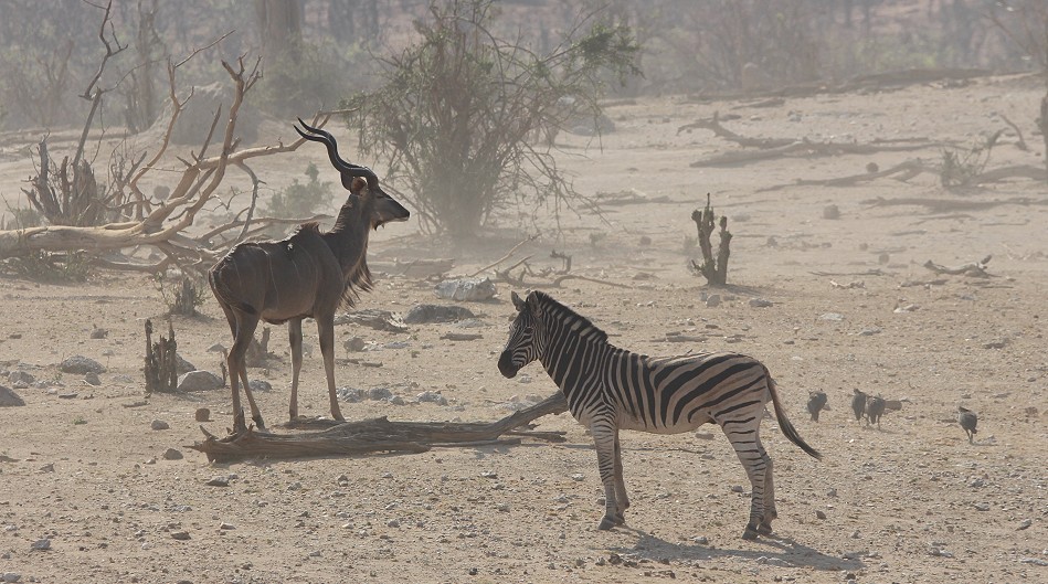 Großer Kudu und Steppenzebra
