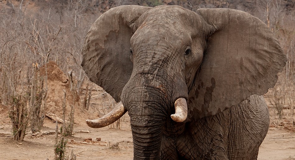 Elefant im Hwange National Park