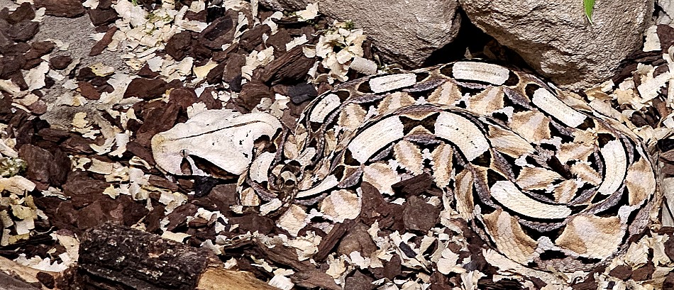 Gabun Viper, Crocodile Park - Victoria Falls