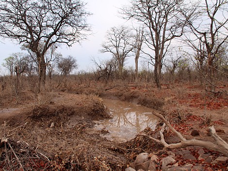Hwange National Park nach dem ersten großen Regen im Oktober 2024