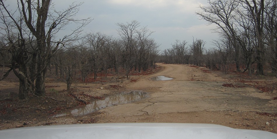 Hwange National Park nach dem ersten großen Regen im Oktober 2024