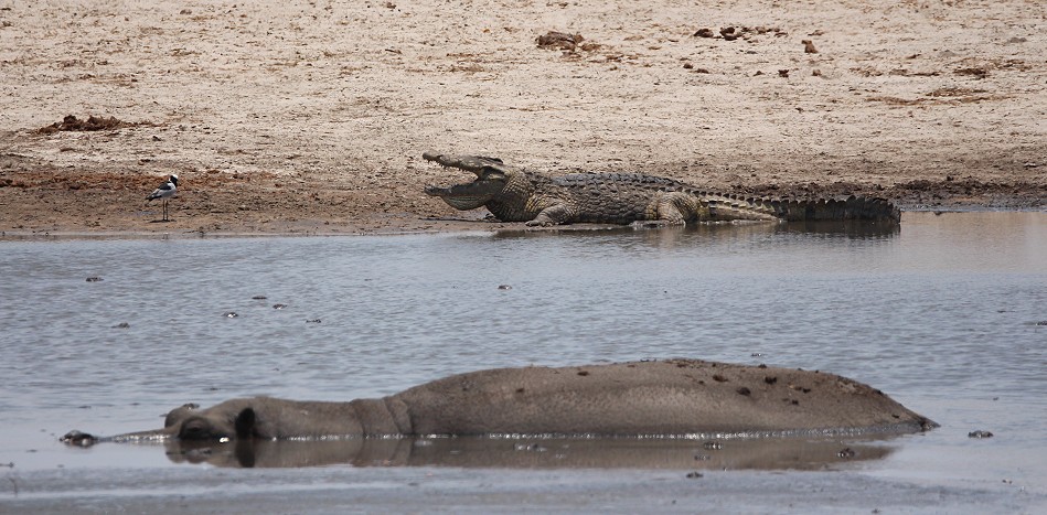 Nilkrokodil an der Pofadder Pan