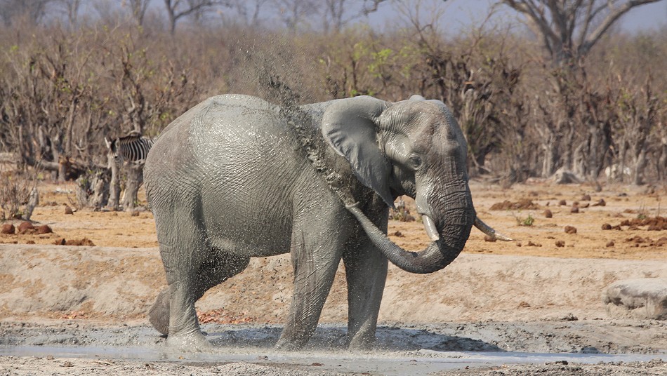 Elefanten Begegnung am Shumba Dam