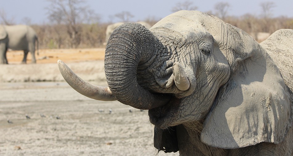 Elefanten Begegnung am Shumba Dam