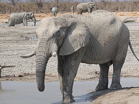Elefanten Begegnung am Shumba Dam
