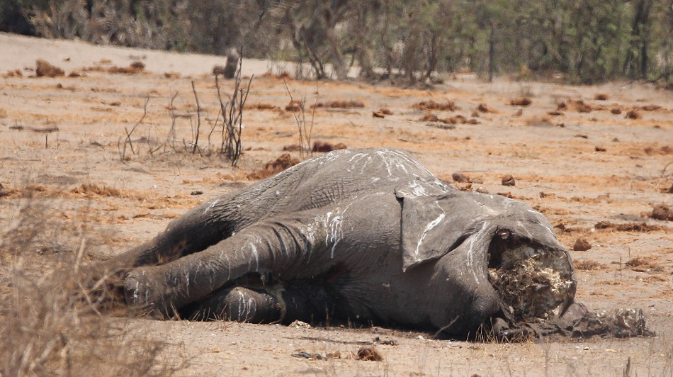 einer der vielen Elefantenkadaver im Hwange National Park
