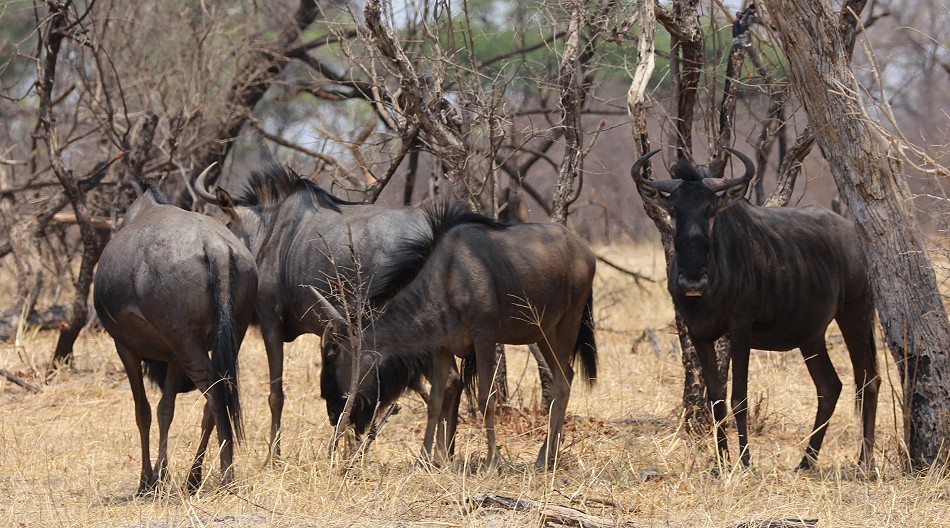 Streifengnus im Hwange National Park