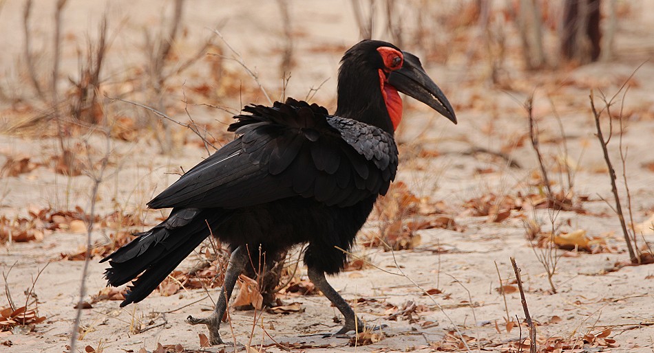 Hornraben im Hwange National Park