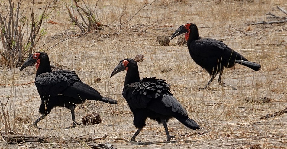 Hornraben im Hwange National Park
