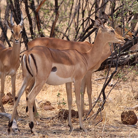 Impala