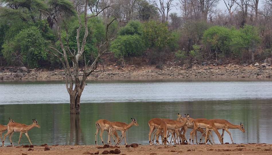 Impalas nach dem ersten Regen