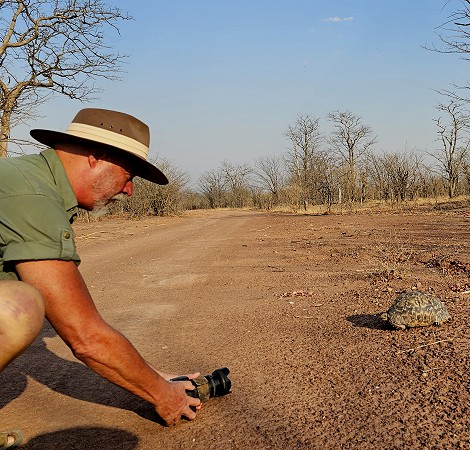 Leoparden Schildkröte im Hwange National Park