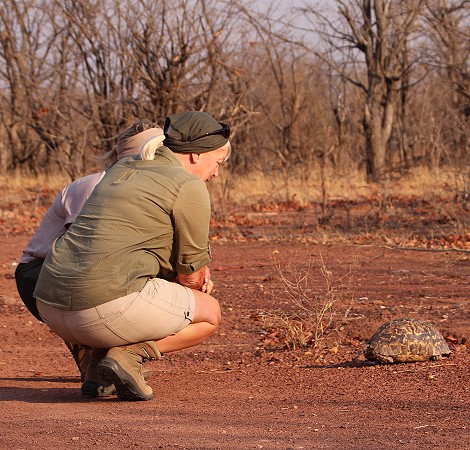 Leoparden Schildkröte im Hwange National Park