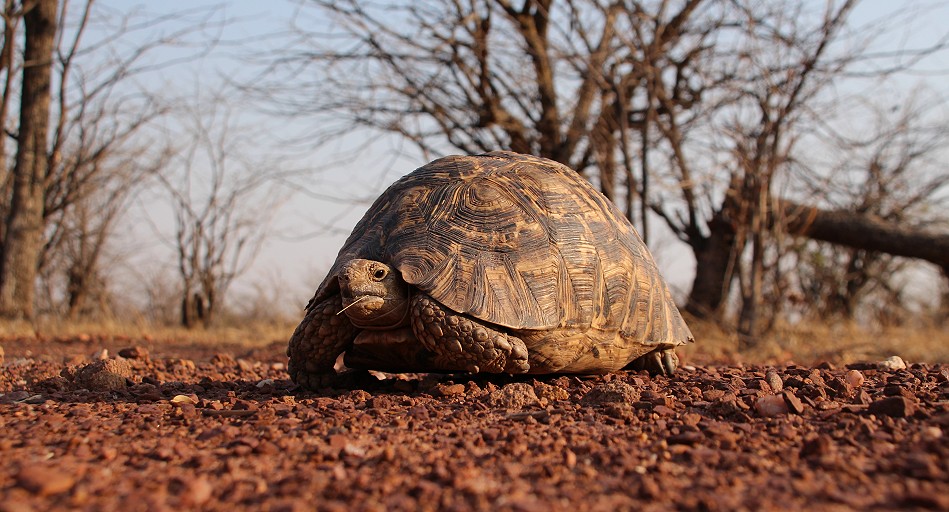Leoparden Schildkröte im Hwange National Park