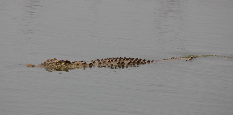 Nilkokodil nach dem ersten Regen im Hwange National Park
