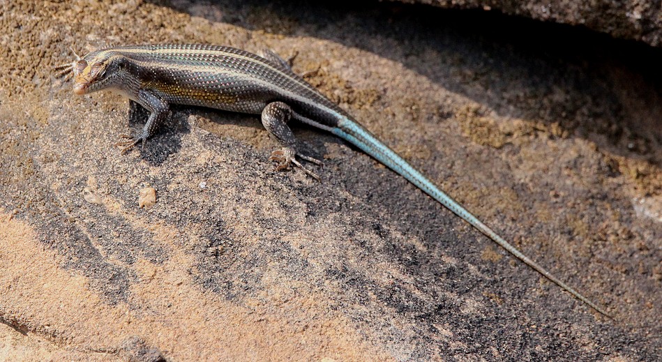 Regenbogenskink, Weibchen