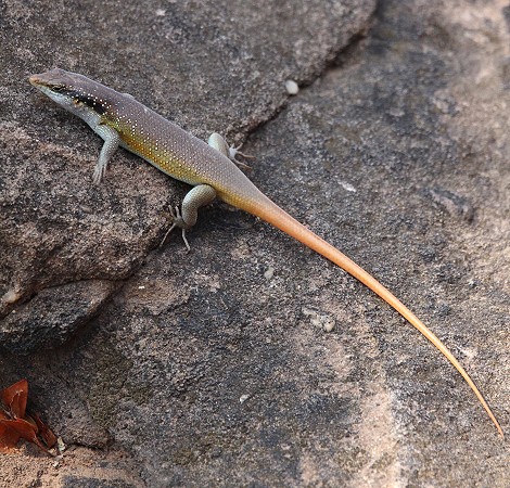 Regenbogenskink, Männchen