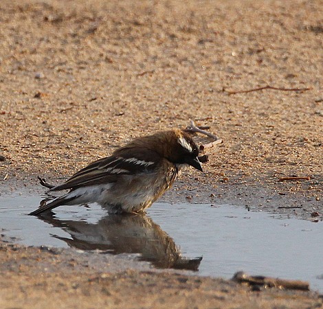 Augenbrauenweber und andere Vögel freuen sich über den ersten Regen