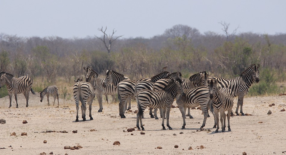 Steppenzebras im Hwange Park