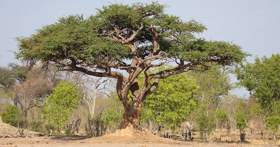 Hwange National Park