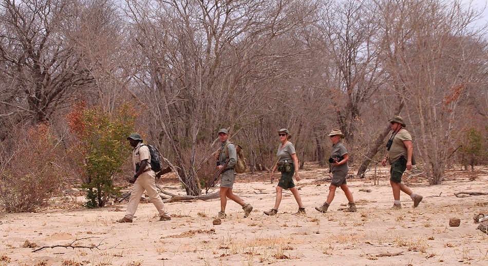 Fusspirsch, Löwen Suche, Inzila Mobile Safaris