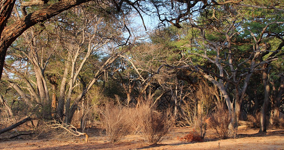 Acacia Camp, Inzila Mobile Safaris