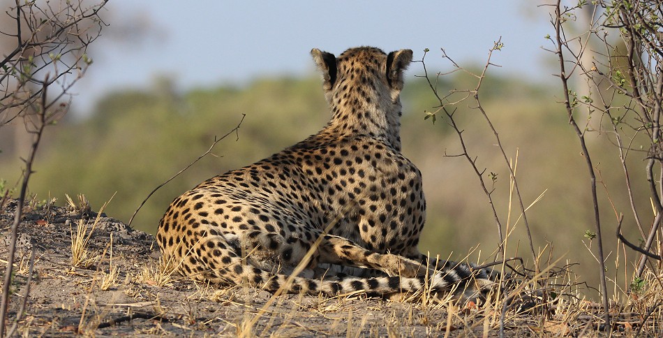 Gepardin im Hwange National Park