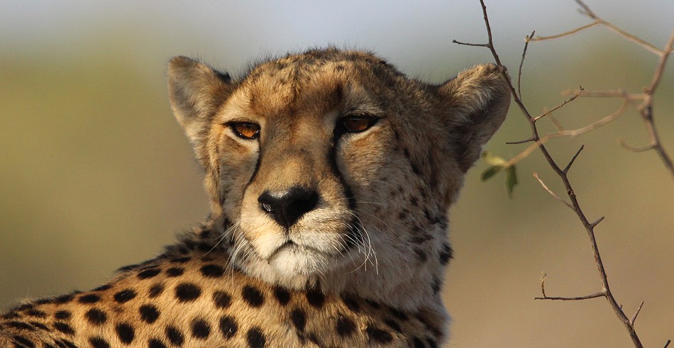 Gepardin im Hwange National Park