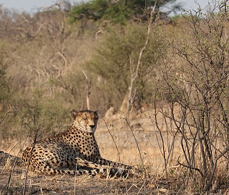 Gepard