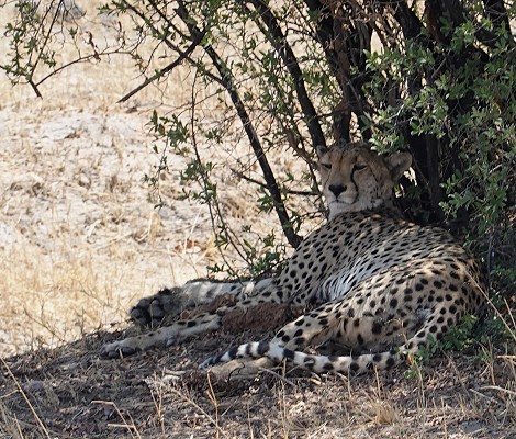 Gepard