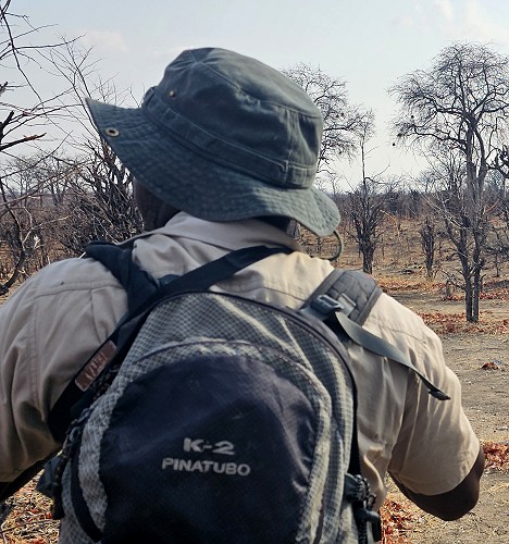 Zu Fuß auf Raubkatzensuche im Hwange National Park