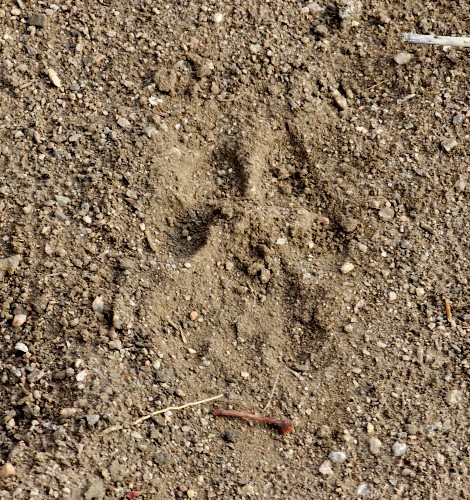 Zu Fuß auf Raubkatzensuche im Hwange National Park
