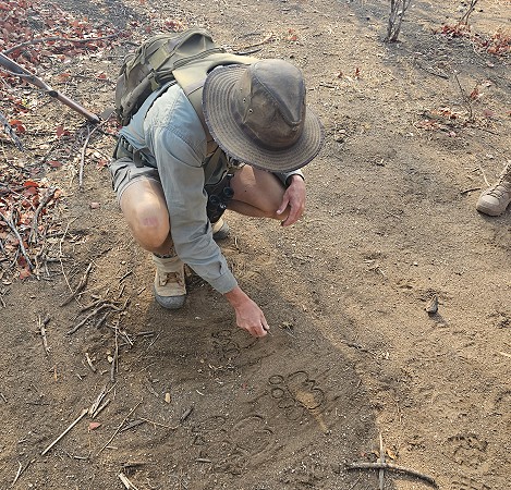 Zu Fuß auf Raubkatzensuche im Hwange National Park