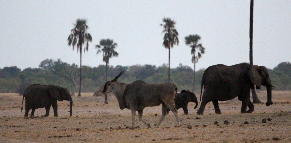 Eland Antilope