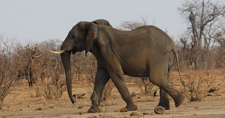 Elefant im Hwange National Park