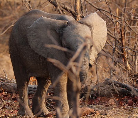 Überall Elefanten im Hwange National Park