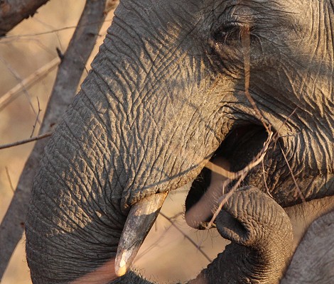 Überall Elefanten im Hwange National Park