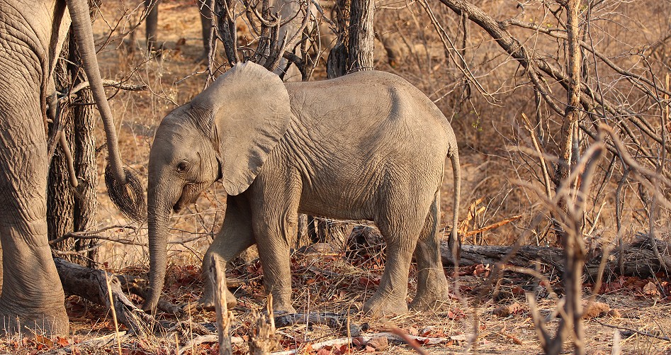 Überall Elefanten im Hwange National Park