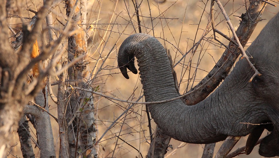 Überall Elefanten im Hwange National Park
