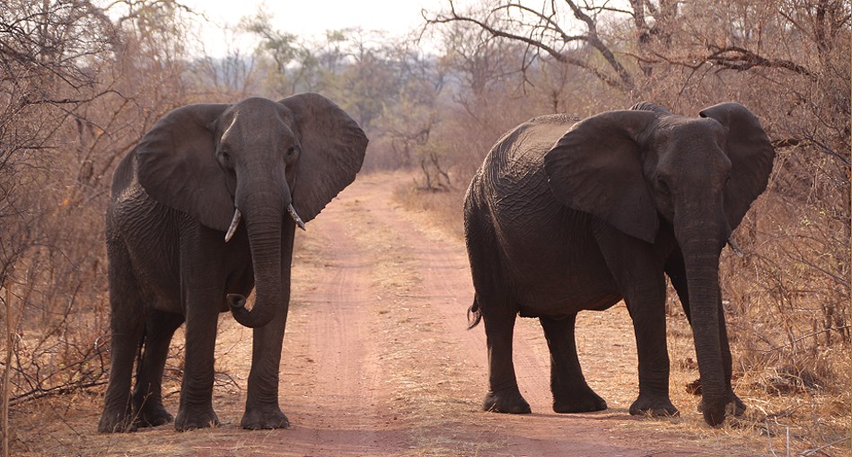 Road block im Hwange National Park