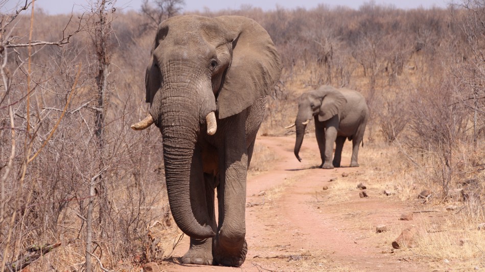 Elefanten Begegnung im Hwange National Park