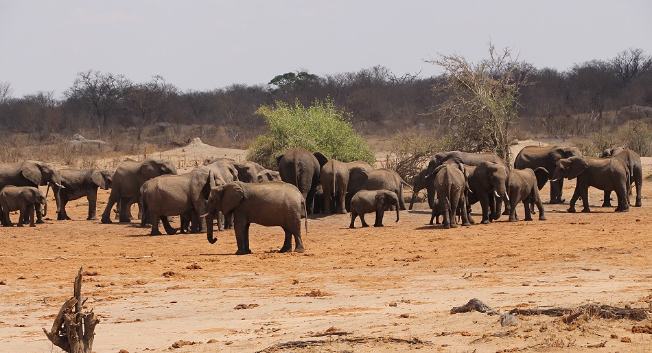 große Elefantenherden im Hwange National Park